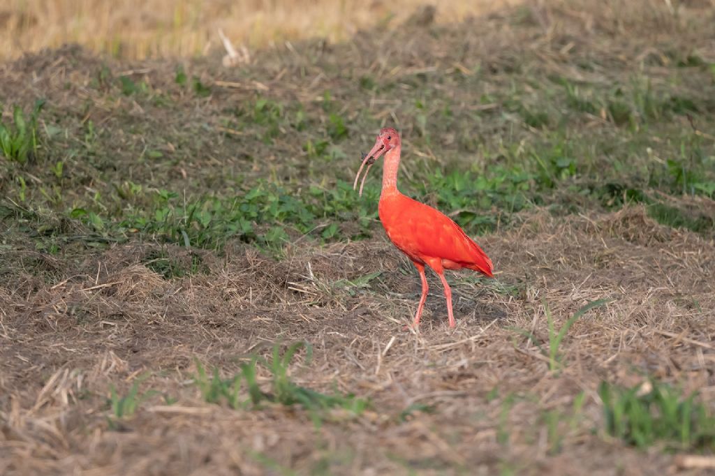 Ibis rosso (Eudocimus ruber) quasi sicuramente fuggito a qualche zoo
